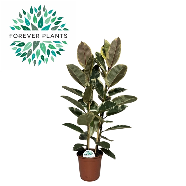 <h4>Ficus Elastica Tineke p24 (2pp)</h4>
