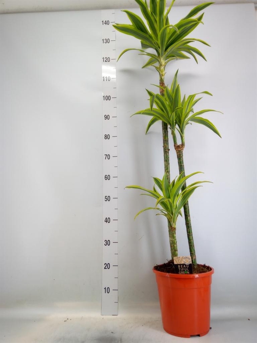 <h4>Dracaena fr de 'LemonLime'</h4>