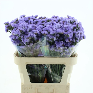 Limonium St Light Lavendel Birds X50