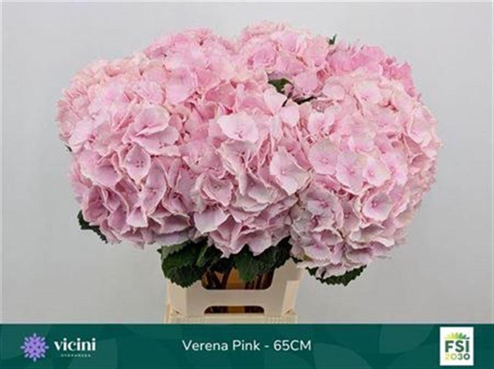 <h4>Hydr M Verena Pink</h4>