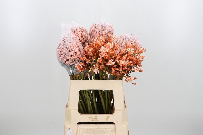 <h4>Agapanthus Kl Bh Oranje</h4>