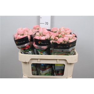 R Tr Madam Bombastic