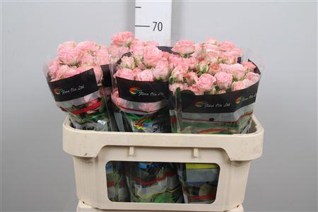 <h4>R Tr Madam Bombastic</h4>