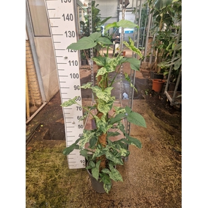 Syngonium Mottled Mojito mosstok 120