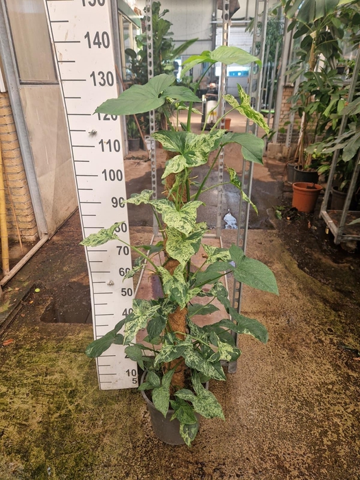 <h4>Syngonium Mottled Mojito mosstok 120</h4>