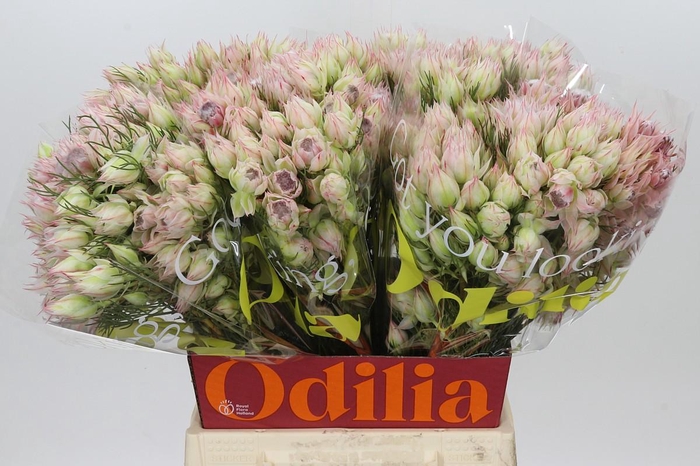 <h4>Blushing Bride Bridal Pink</h4>