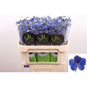 DELPH EN BELLA ANDES AZURE