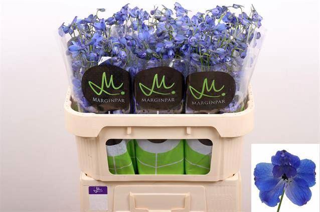 <h4>DELPH EN BELLA ANDES AZURE</h4>