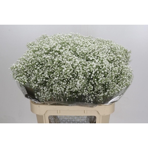 Gyps Zinzi Discovery