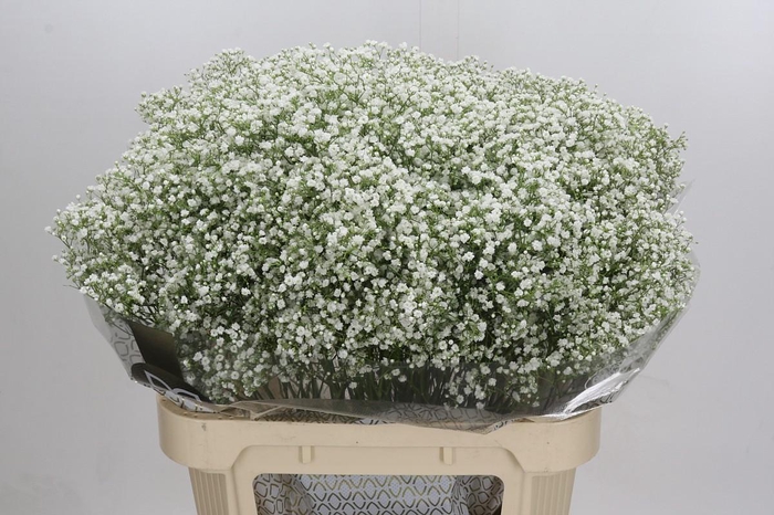 <h4>Gyps Zinzi Discovery</h4>