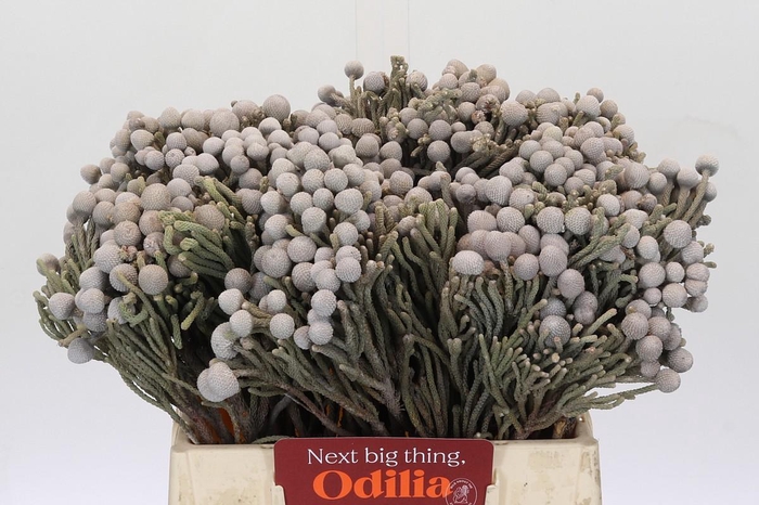 Cape Green Silver Brunia