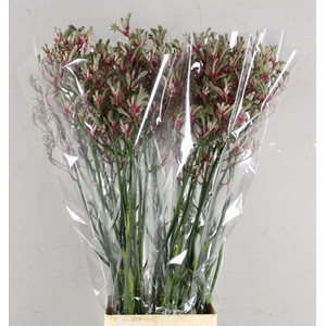 Anigoz Zoey Linn