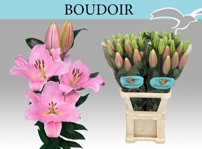 <h4>LI OR BOUDOIR</h4>