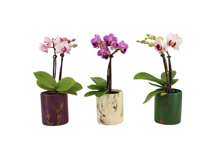 <h4>Levi Mix Tiny Dolls Mix 2T10+ Aqu@</h4>