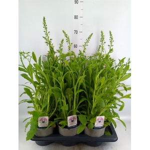 Digitalis purp. 'Hanabee Rose'