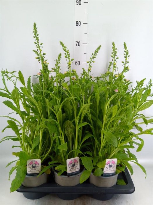 <h4>Digitalis purp. 'Hanabee Rose'</h4>