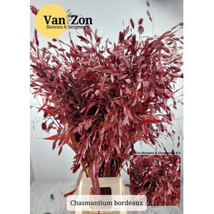 Chasmanthium Klb Red