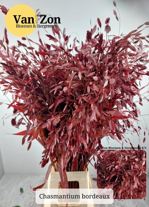Chasmanthium Klb Red