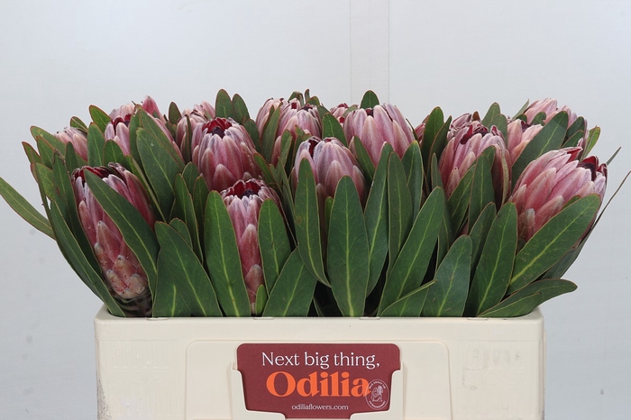 <h4>Protea Pink Ice</h4>