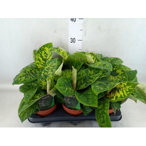 Homalomena wal. 'Camouflage'