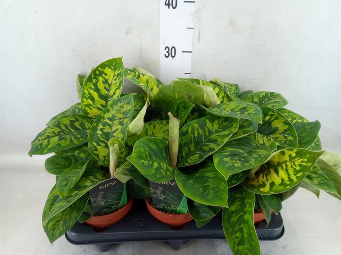 <h4>Homalomena wal. 'Camouflage'</h4>