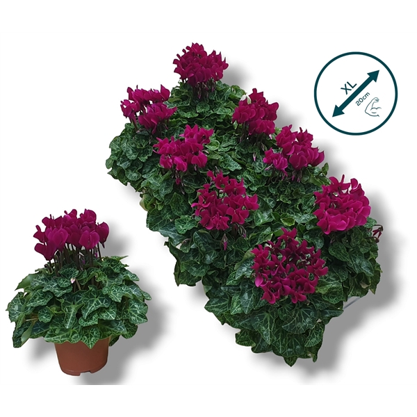 <h4>Cyclaam-PAARS</h4>