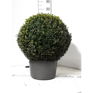 Buxus sempervirens bol 50