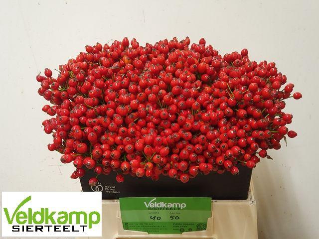 <h4>ROSA MAG SUNSET</h4>