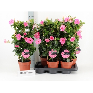 MANDE QOS VELVE ROSE