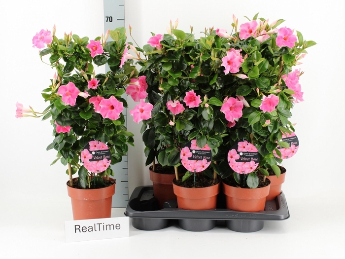 <h4>MANDE QOS VELVE ROSE</h4>