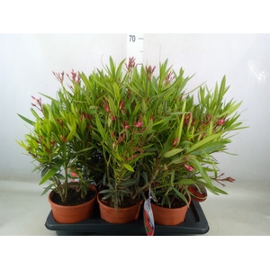 Nerium oleander 'Evolution Candy'