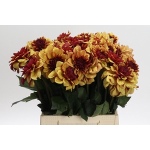 Dahlia Creme de Cognac