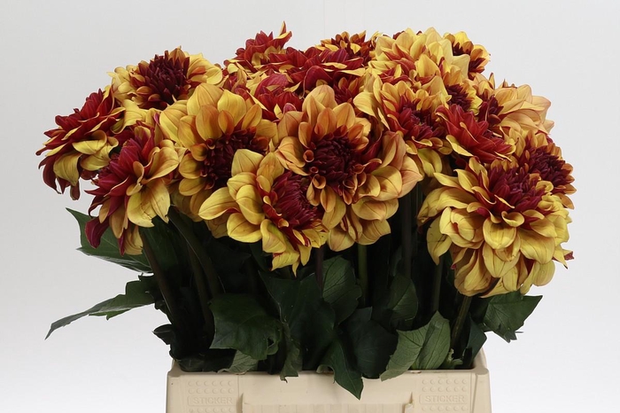 Dahlia Creme de Cognac