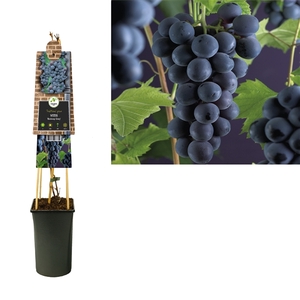 Vitis 'Boskoop Glory' +3.0 label