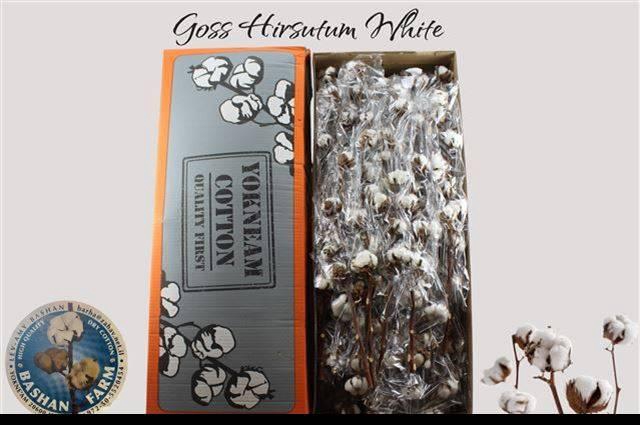 <h4>GOS HIRSUTUM WIT</h4>