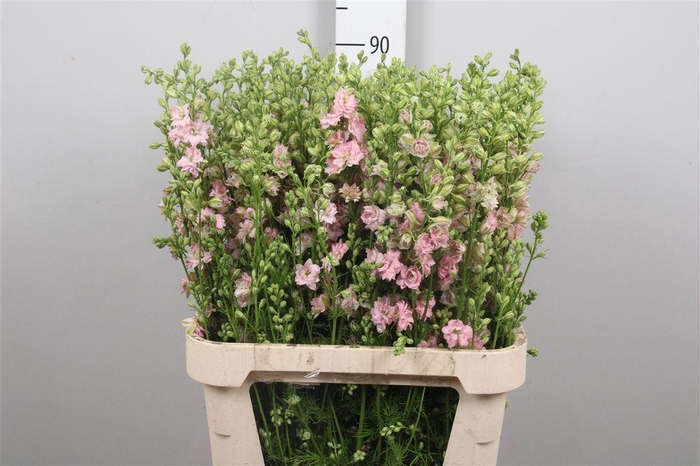<h4>Cons R Q Light Pink</h4>