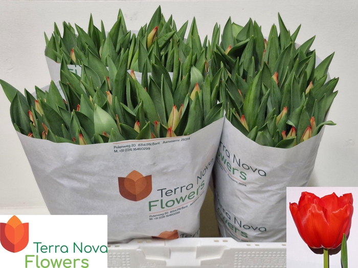 <h4>TU EN LALIBELA</h4>