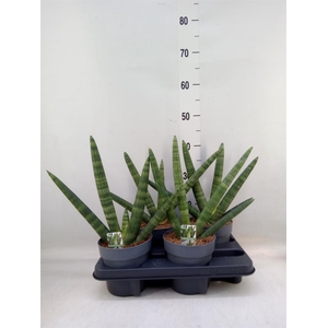 Sansevieria cyl. 'Boncel'