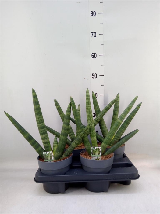 <h4>Sansevieria cyl. 'Boncel'</h4>