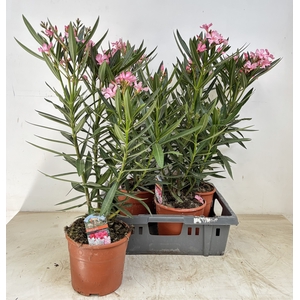 NERI OLEANDER