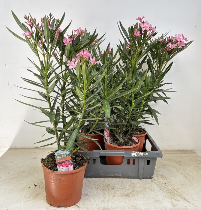 <h4>NERI OLEANDER</h4>