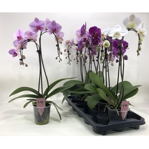 PHAL GEM