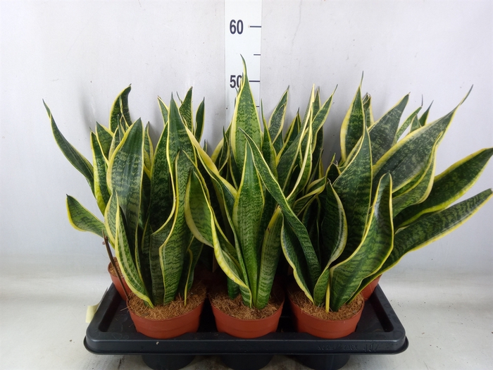 <h4>Sansevieria trifa. 'Futura Superba'</h4>