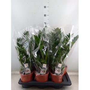 Zamioculcas zamiifolia
