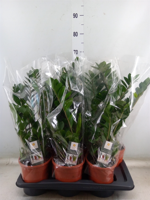 <h4>Zamioculcas zamiifolia</h4>