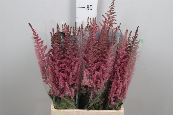 <h4>Astil C Vision Pink</h4>