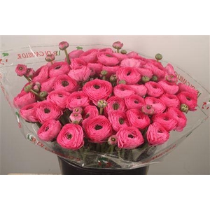 Ran... Su Bolero Super X50