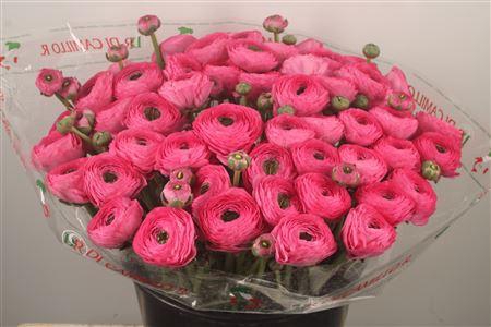 <h4>Ran... Su Bolero Super X50</h4>