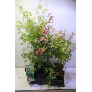 Acer Ov