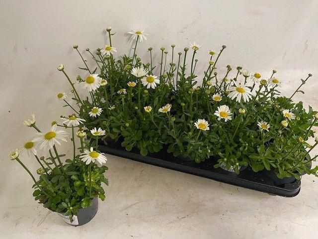 <h4>LEUC S DWARF SNOW LA</h4>